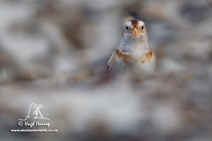 Snow Bunting