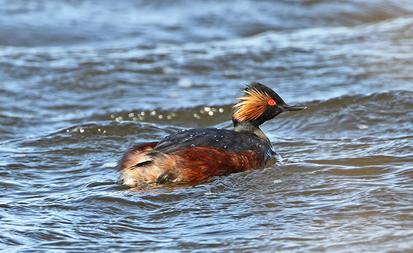 Black-necked Grebe