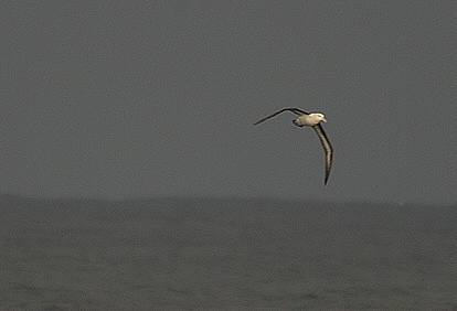 Black-browed Albatross