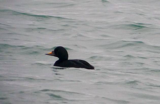 Common Scoter