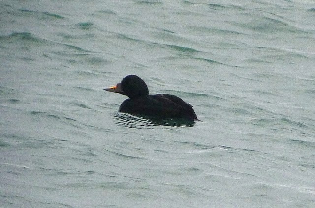 Common Scoter