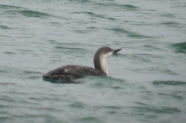 Red-throated Diver
