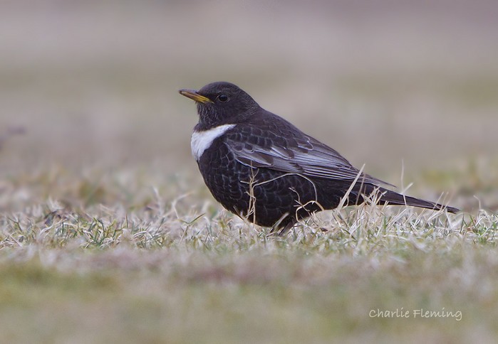 Ring Ouzel