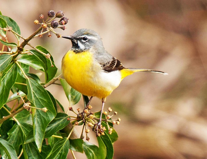 Grey Wagtail