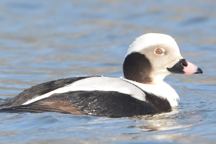 Long-tailed Duck