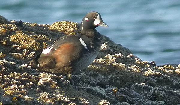 Harlequin Duck