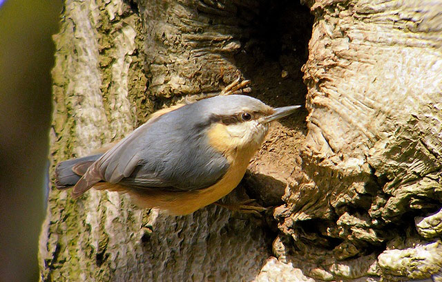 Nuthatch