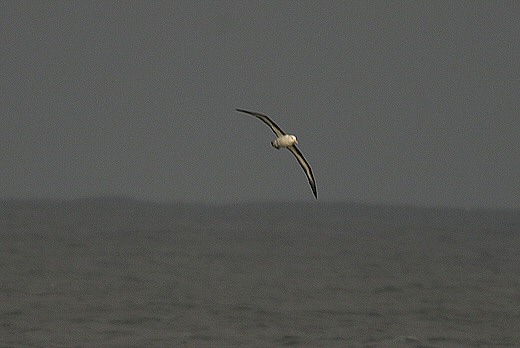 Black-browed Albatross