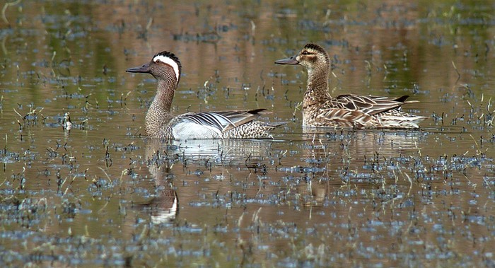 Garganey