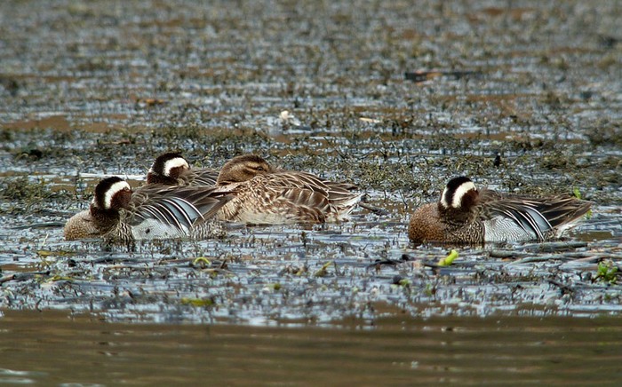 Garganey