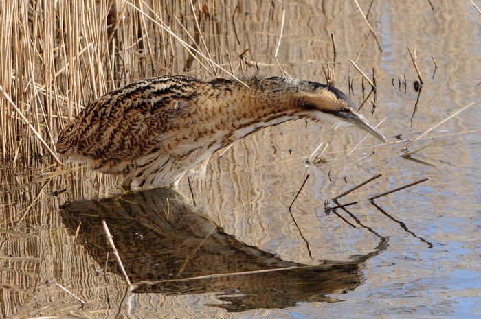 Bittern