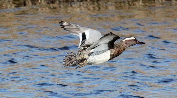 Garganey
