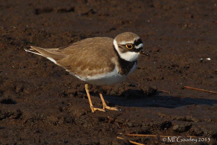 Little Ringed Plover