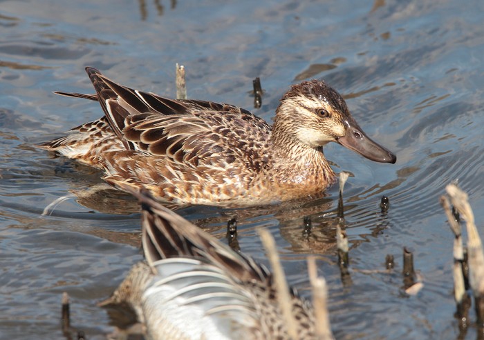 Garganey