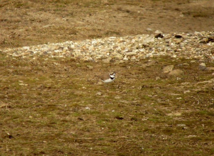 Little Ringed Plover