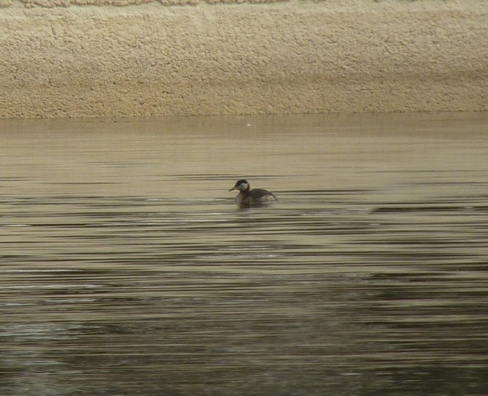 Red-necked Grebe