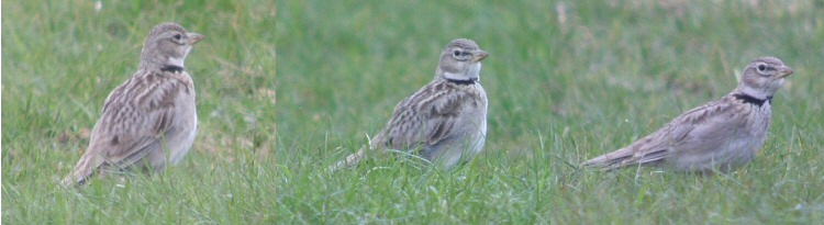 Calandra Lark