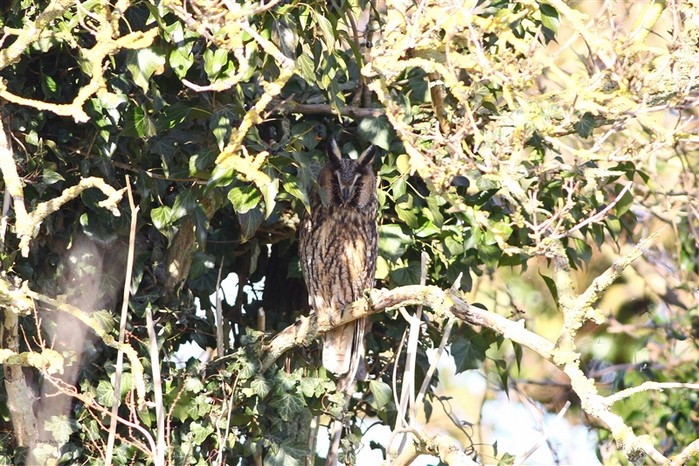 Long-eared Owl