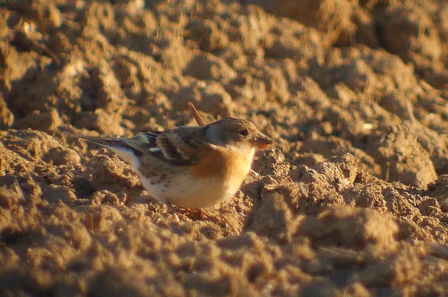 Brambling