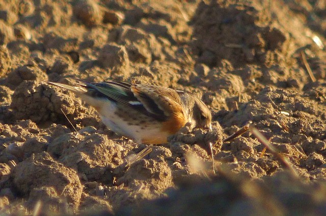 Brambling