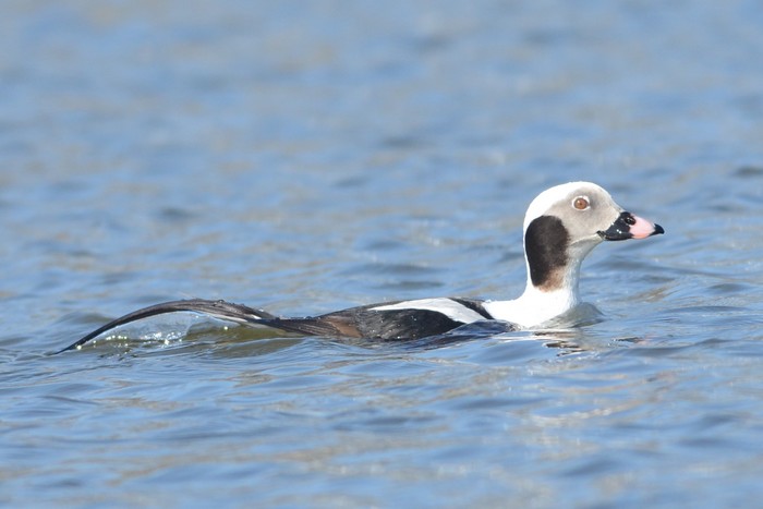 Long-tailed Duck