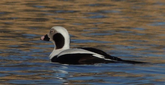 Long-tailed Duck
