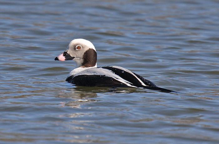 Long-tailed Duck