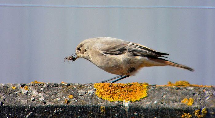 Black Redstart