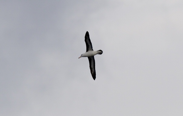 Black-browed Albatross