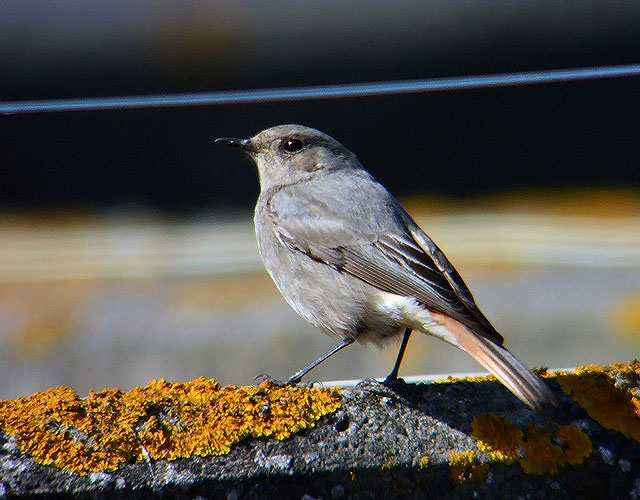 Black Redstart