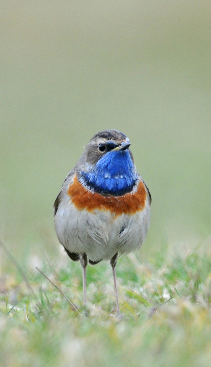 White-spotted Bluethroat