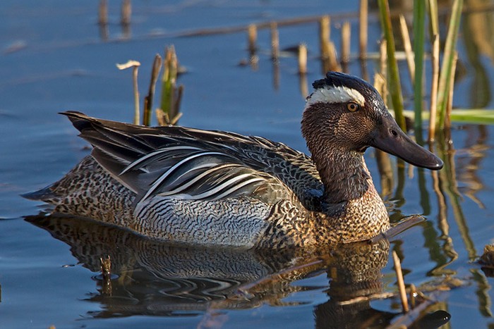 Garganey