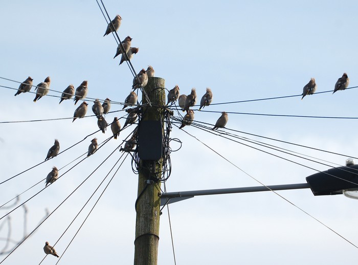 Waxwing