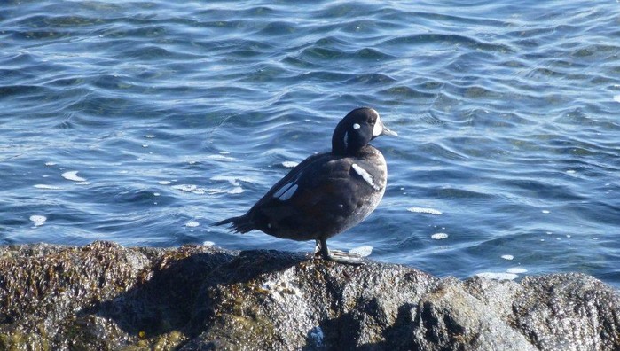 Harlequin Duck