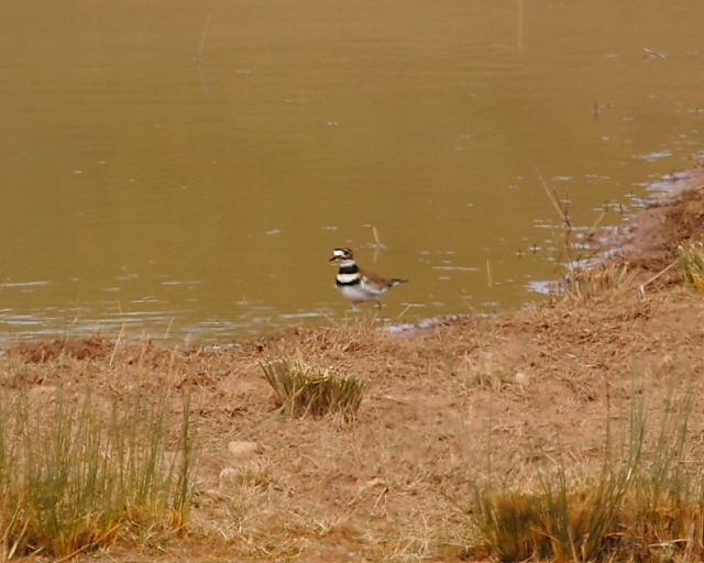 Killdeer