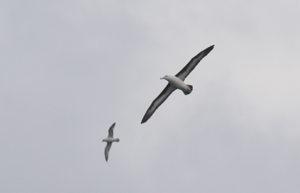 Black-browed Albatross
