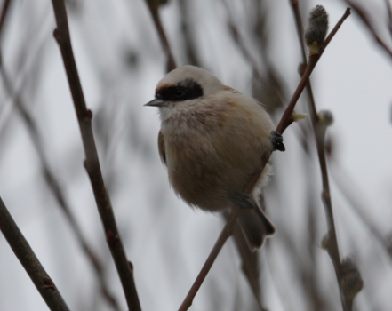 Penduline Tit