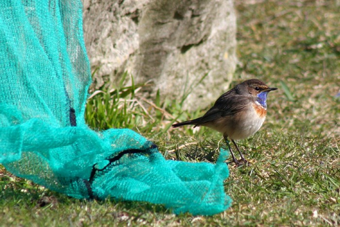 White-spotted Bluethroat