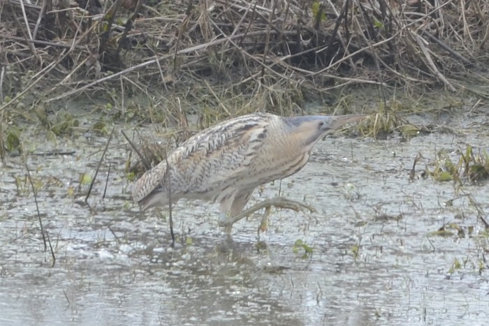 Bittern