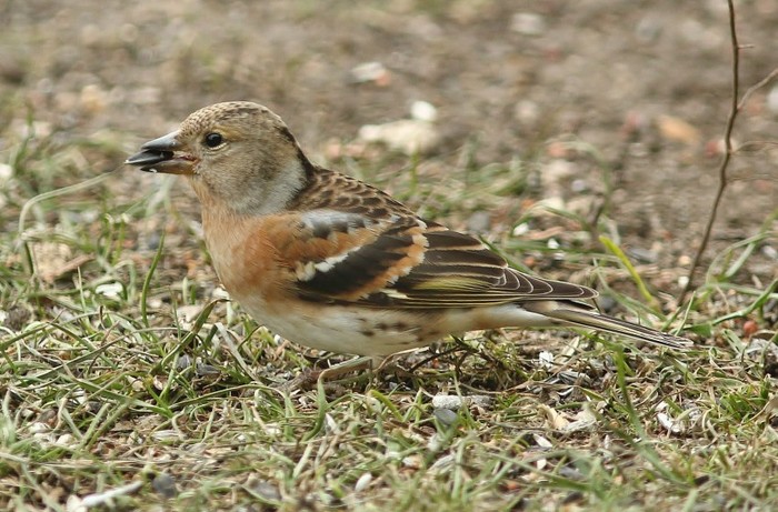 Brambling