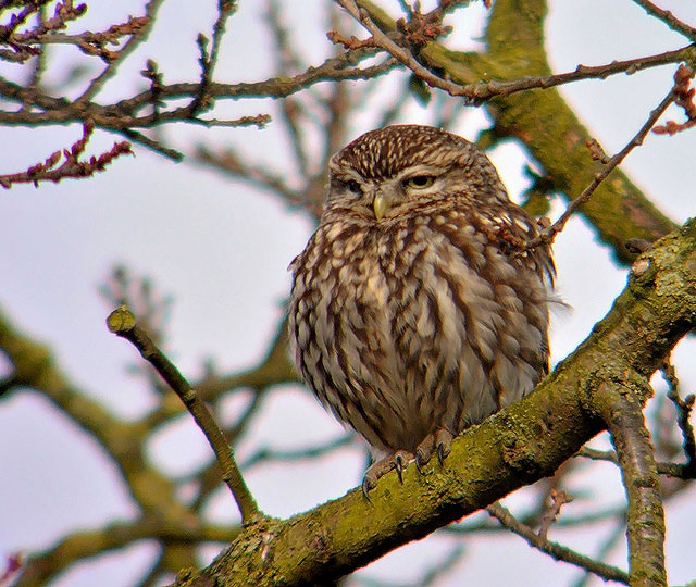 Little Owl