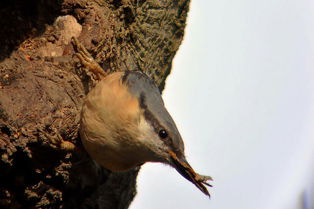 Nuthatch
