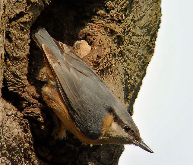 Nuthatch