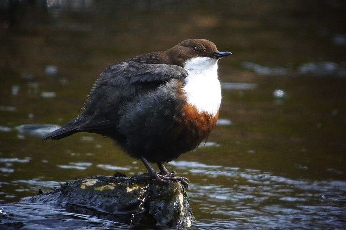 Dipper