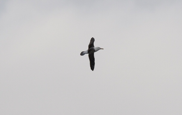 Black-browed Albatross