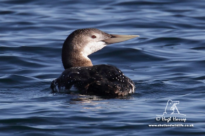 White-billed Diver