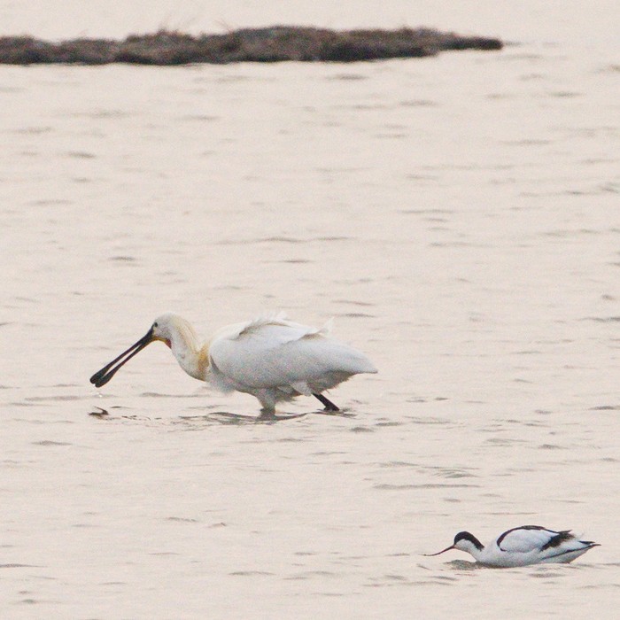 Spoonbill