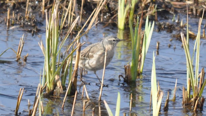 Water Pipit