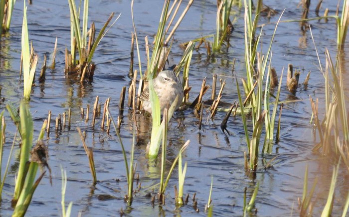 Water Pipit