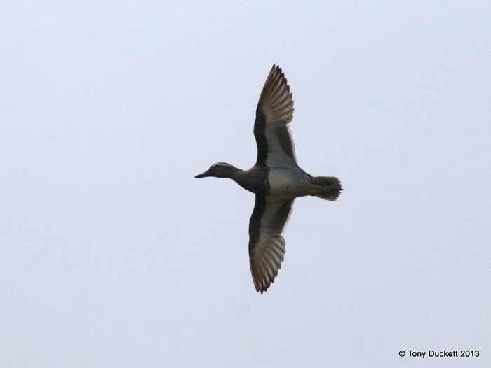 Garganey